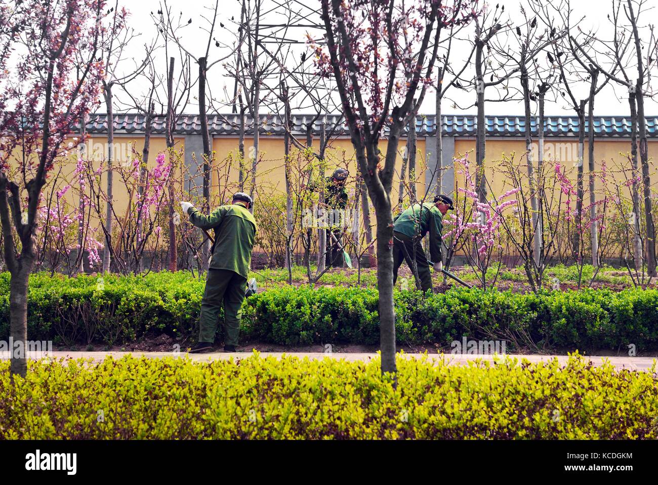Taiyuan city, Shanxi Province, China. Workers workmen maintaining environmental landscaping plants and trees along city centre street highway Stock Photo