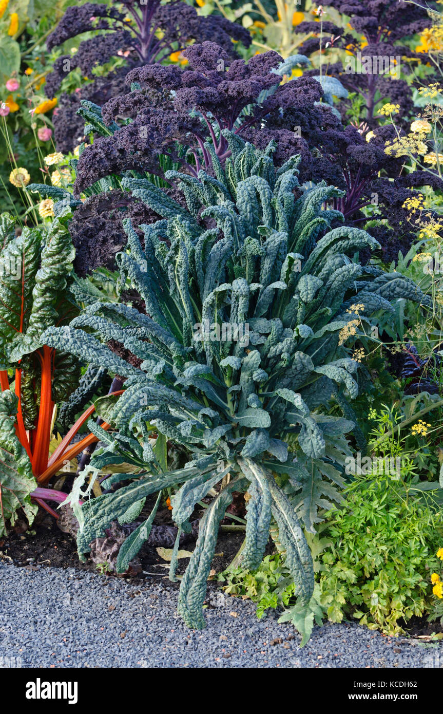 Palm cabbage (Brassica oleracea var. palmifolia) Stock Photo