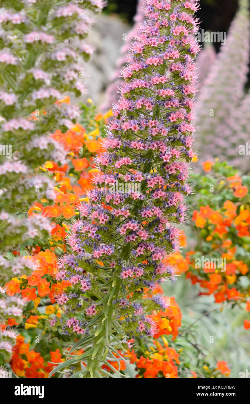 Viper's bugloss (Echium) Stock Photo