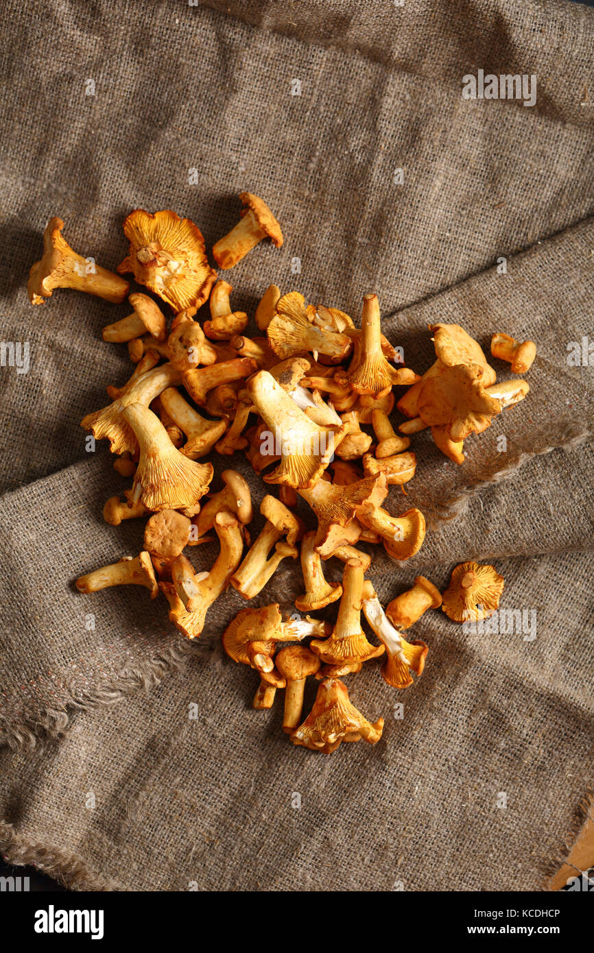 wild Chanterelle mushrooms Stock Photo - Alamy