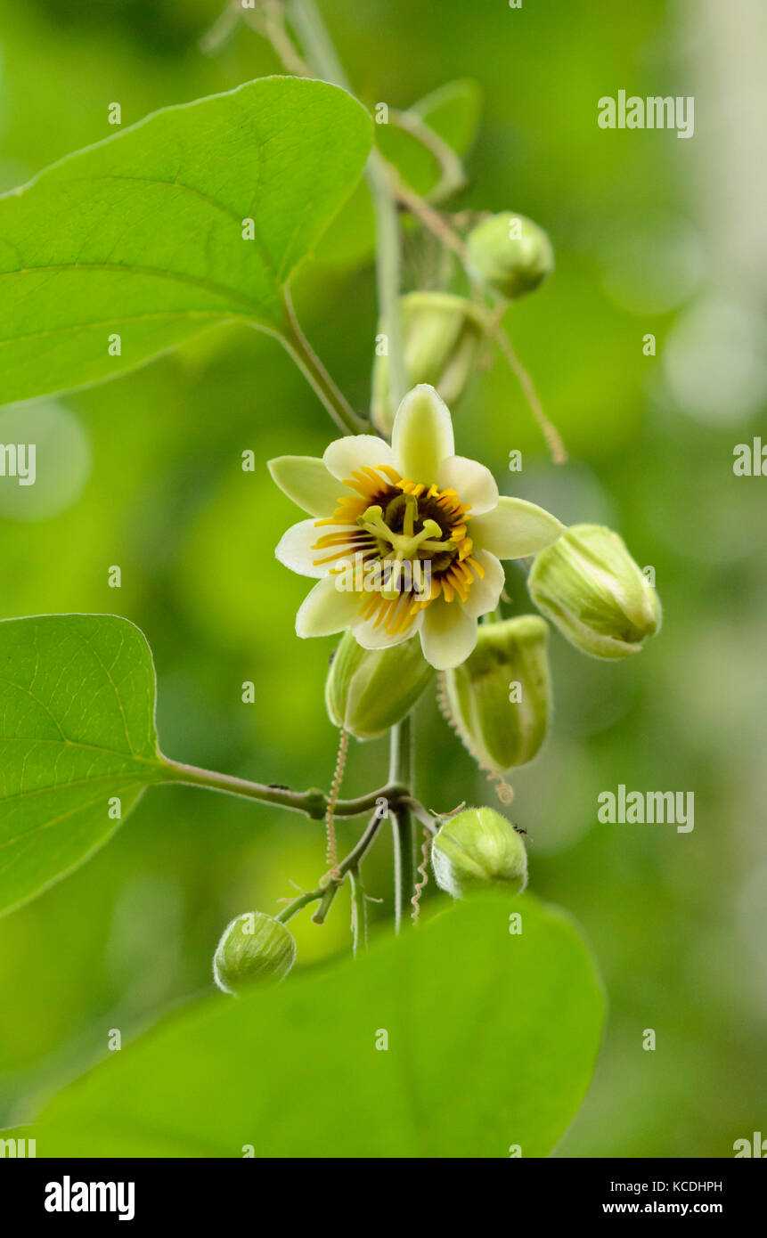 Passion flower (Passiflora) Stock Photo