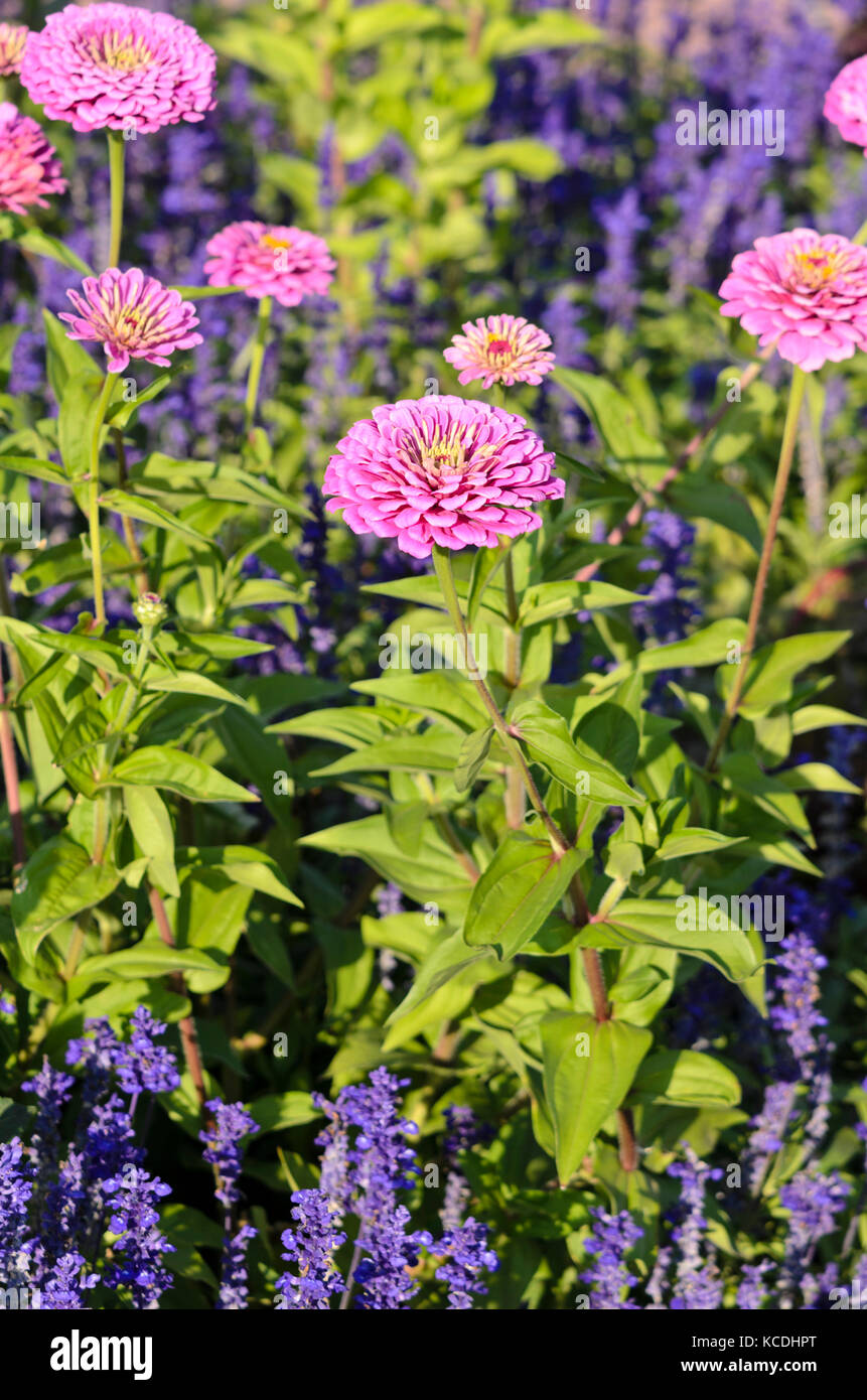 Narrowleaf zinnia (Zinnia angustifolia) Stock Photo