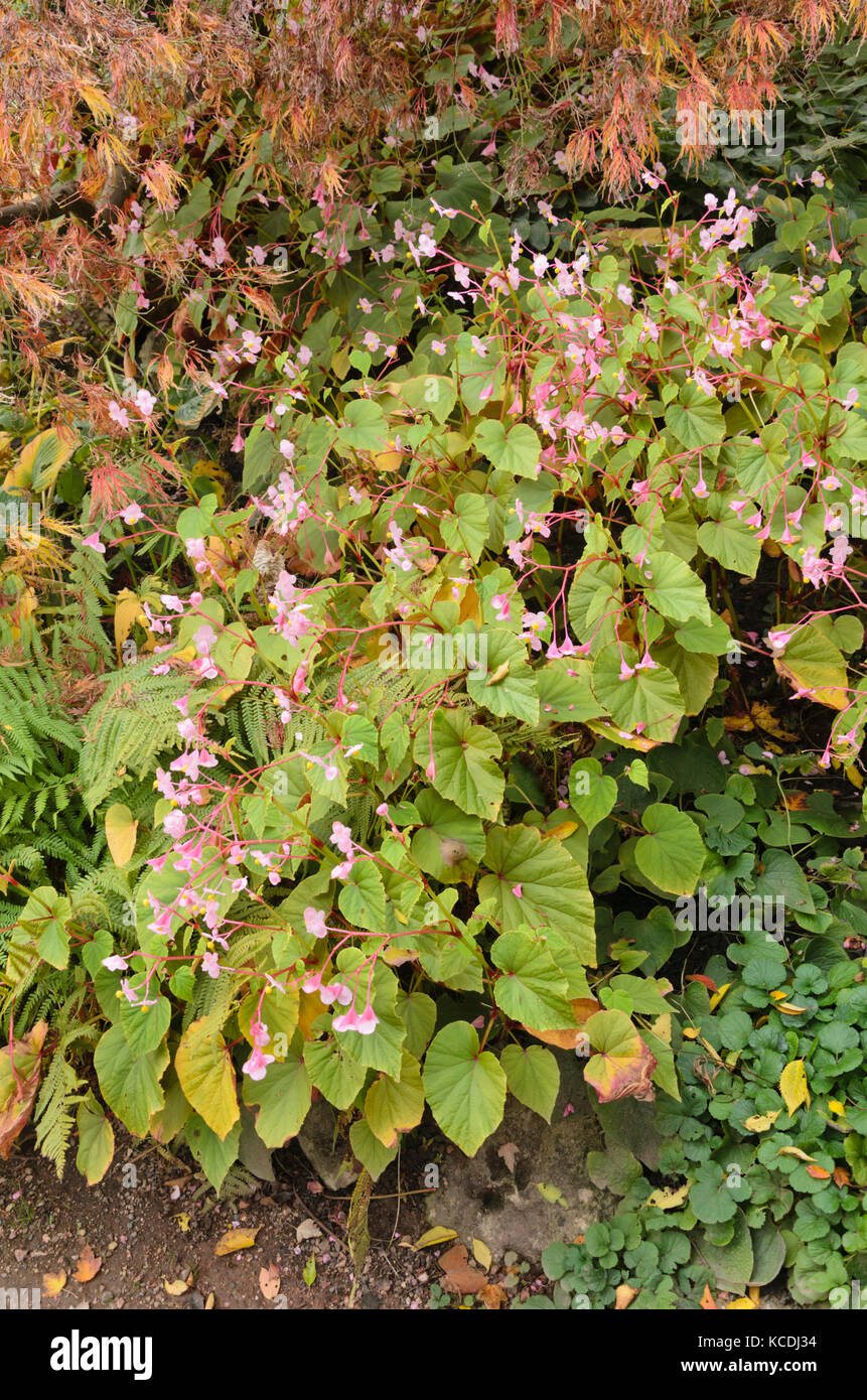 Hardy begonia (Begonia grandis Stock Photo Alamy