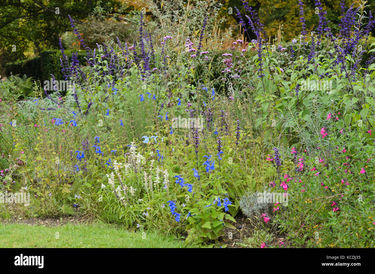 Sage (Salvia) Stock Photo