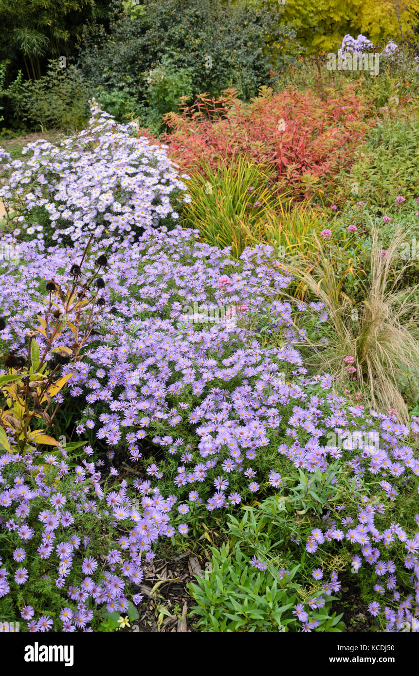 Asters (Aster) in an autumnal garden Stock Photo