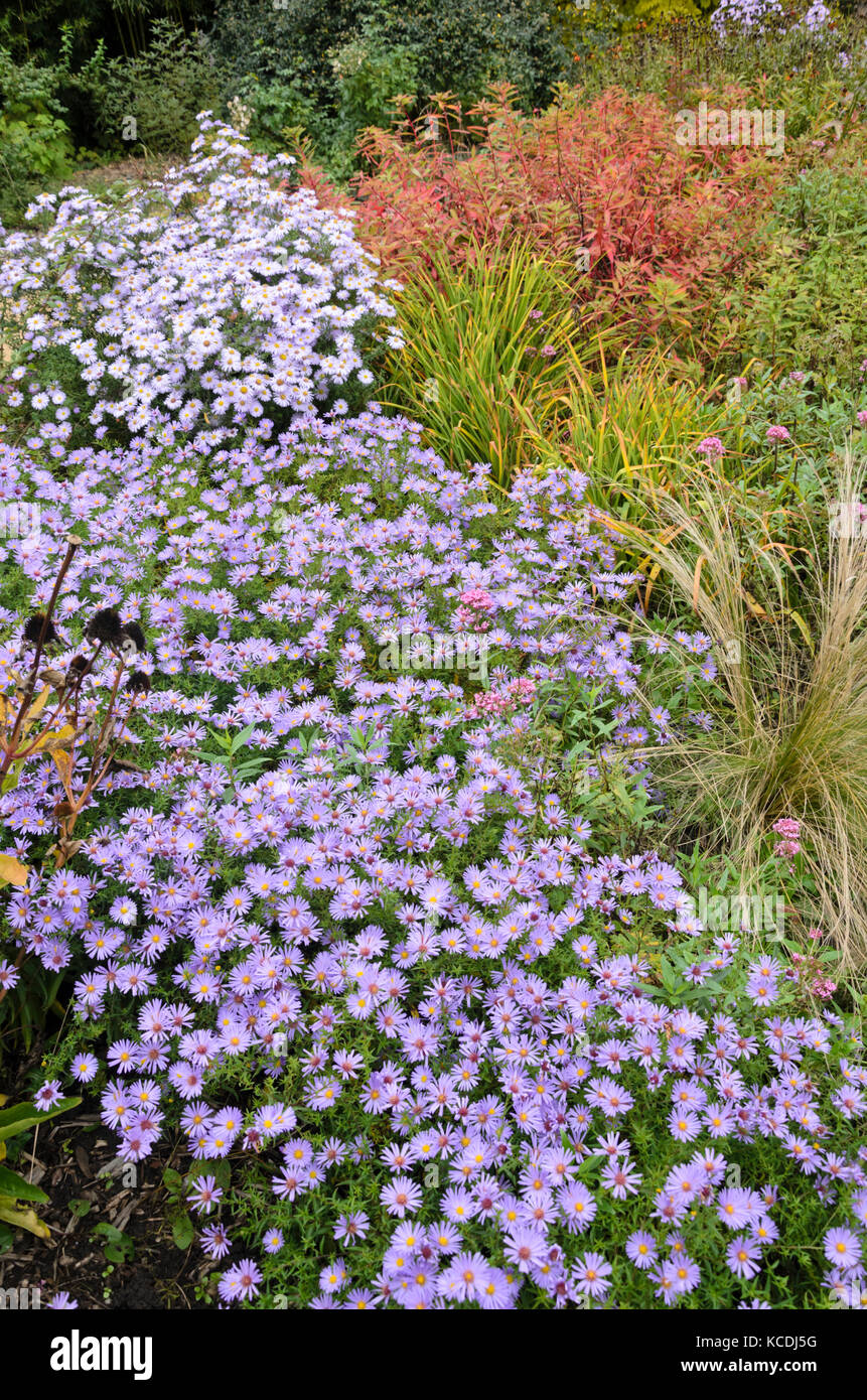 Asters (Aster) in an autumnal garden Stock Photo