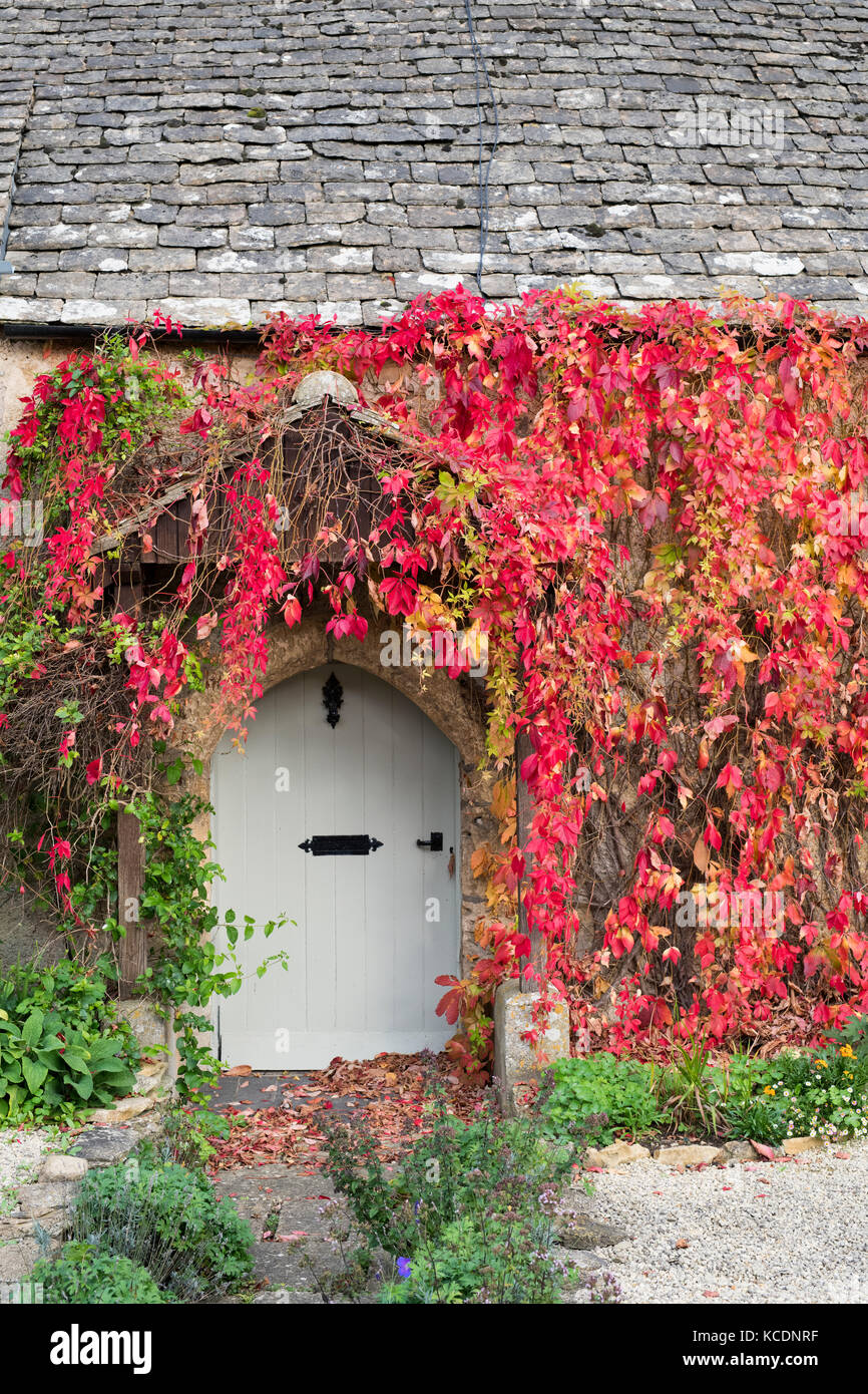 Parthenocissus quinquefolia.Virginia creeper / American ivy covering a cottage wall. Kineton, Cotswolds, Gloucestershire, England Stock Photo