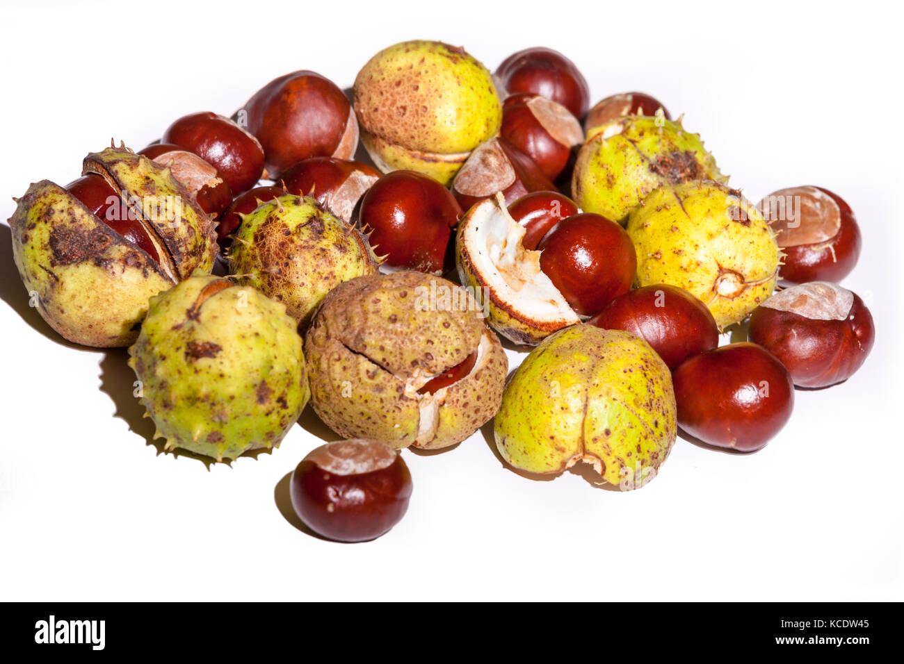 Conkers from a Horse Chestnut. Aesculus hippocastanum (Hippocastanaceae) photographed in a studio. Stock Photo