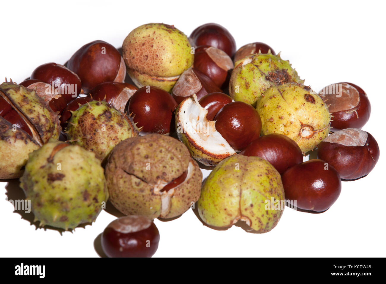 Conkers from a Horse Chestnut. Aesculus hippocastanum (Hippocastanaceae) photographed in a studio. Stock Photo