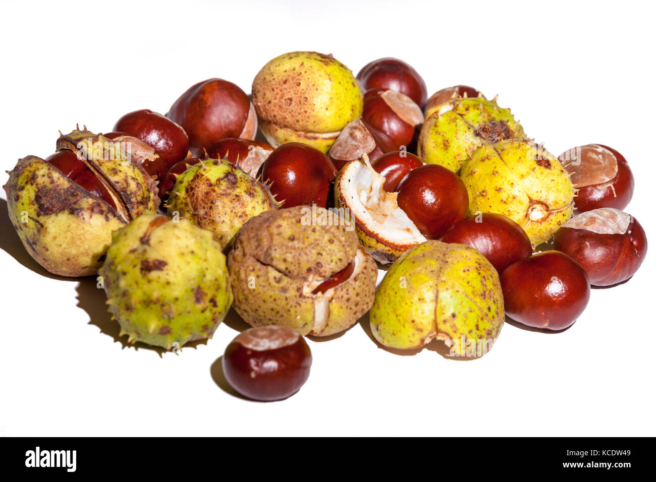 Conkers from a Horse Chestnut. Aesculus hippocastanum (Hippocastanaceae) photographed in a studio. Stock Photo