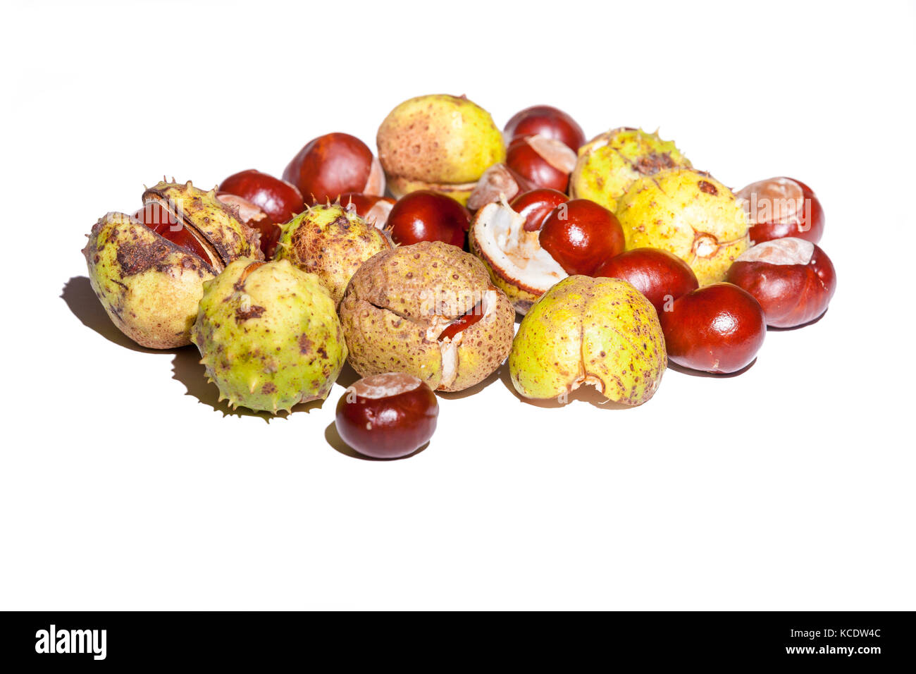 Conkers from a Horse Chestnut. Aesculus hippocastanum (Hippocastanaceae) photographed in a studio. Stock Photo