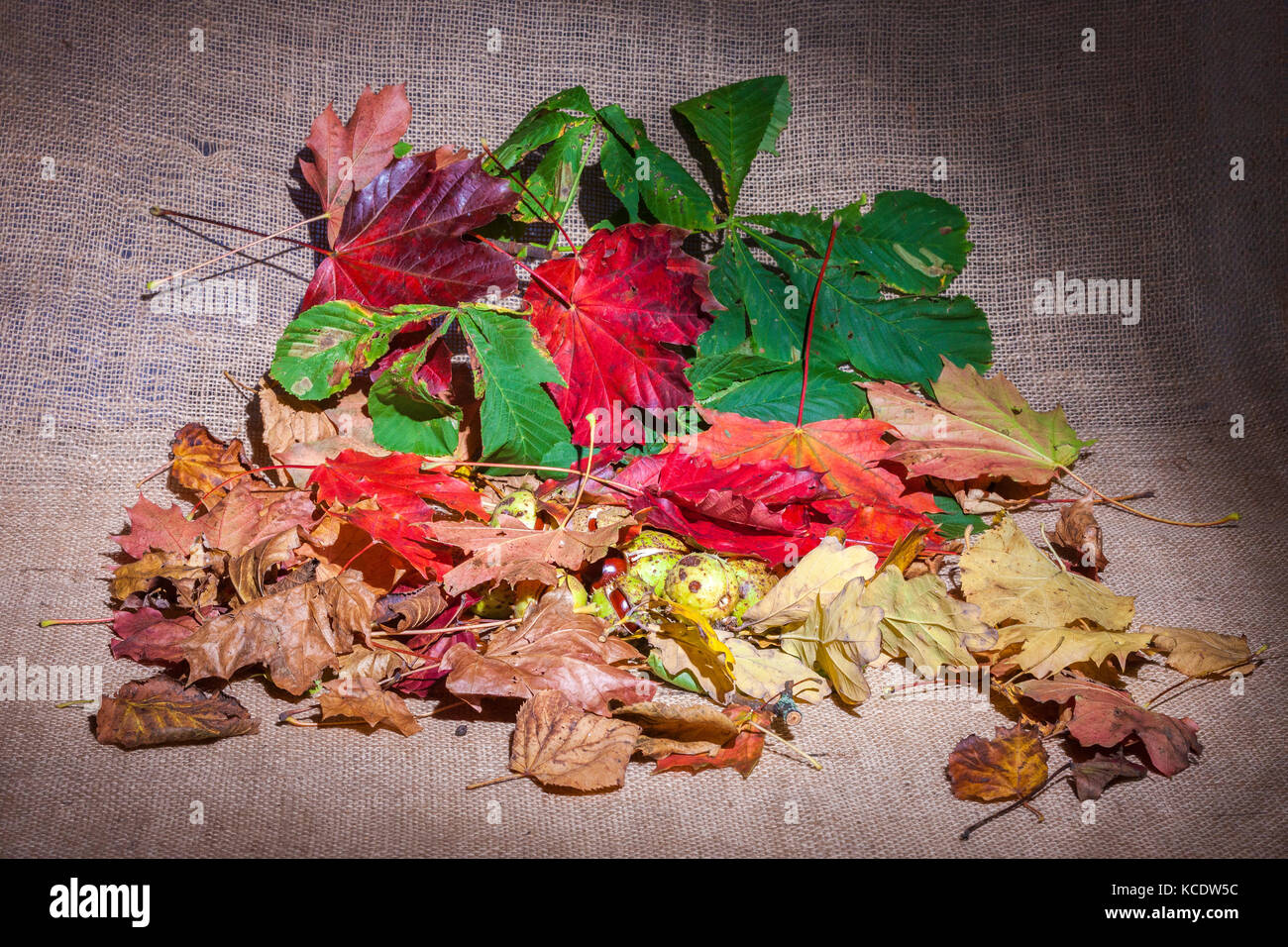 Autumn leaves and Conkers from a Horse Chestnut. Aesculus hippocastanum (Hippocastanaceae) photographed in a studio. Stock Photo