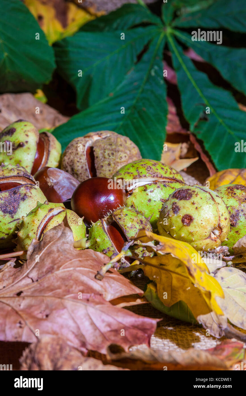 Autumn leaves and Conkers from a Horse Chestnut. Aesculus hippocastanum (Hippocastanaceae) photographed in a studio. Stock Photo