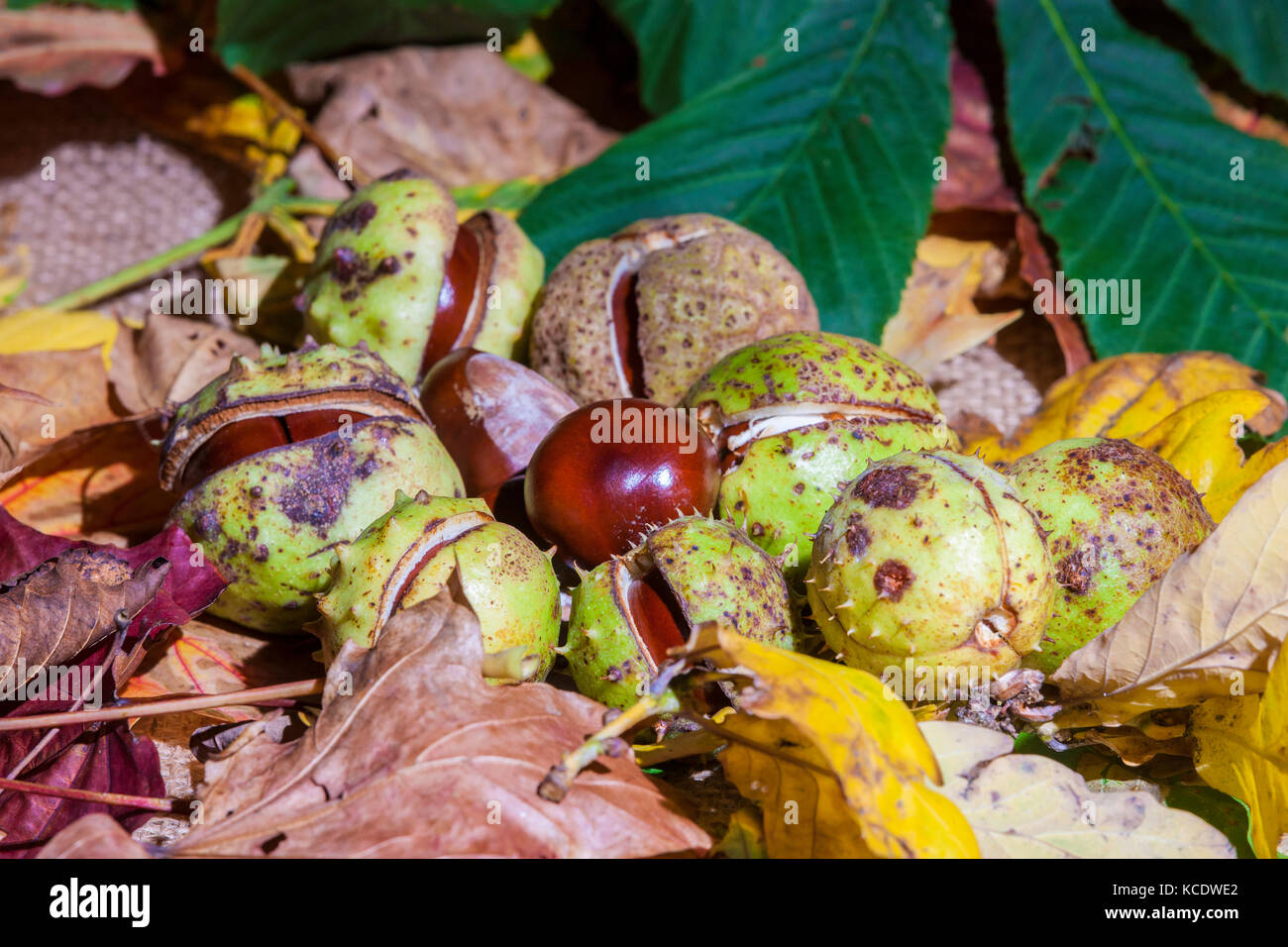 Autumn leaves and Conkers from a Horse Chestnut. Aesculus hippocastanum (Hippocastanaceae) photographed in a studio. Stock Photo