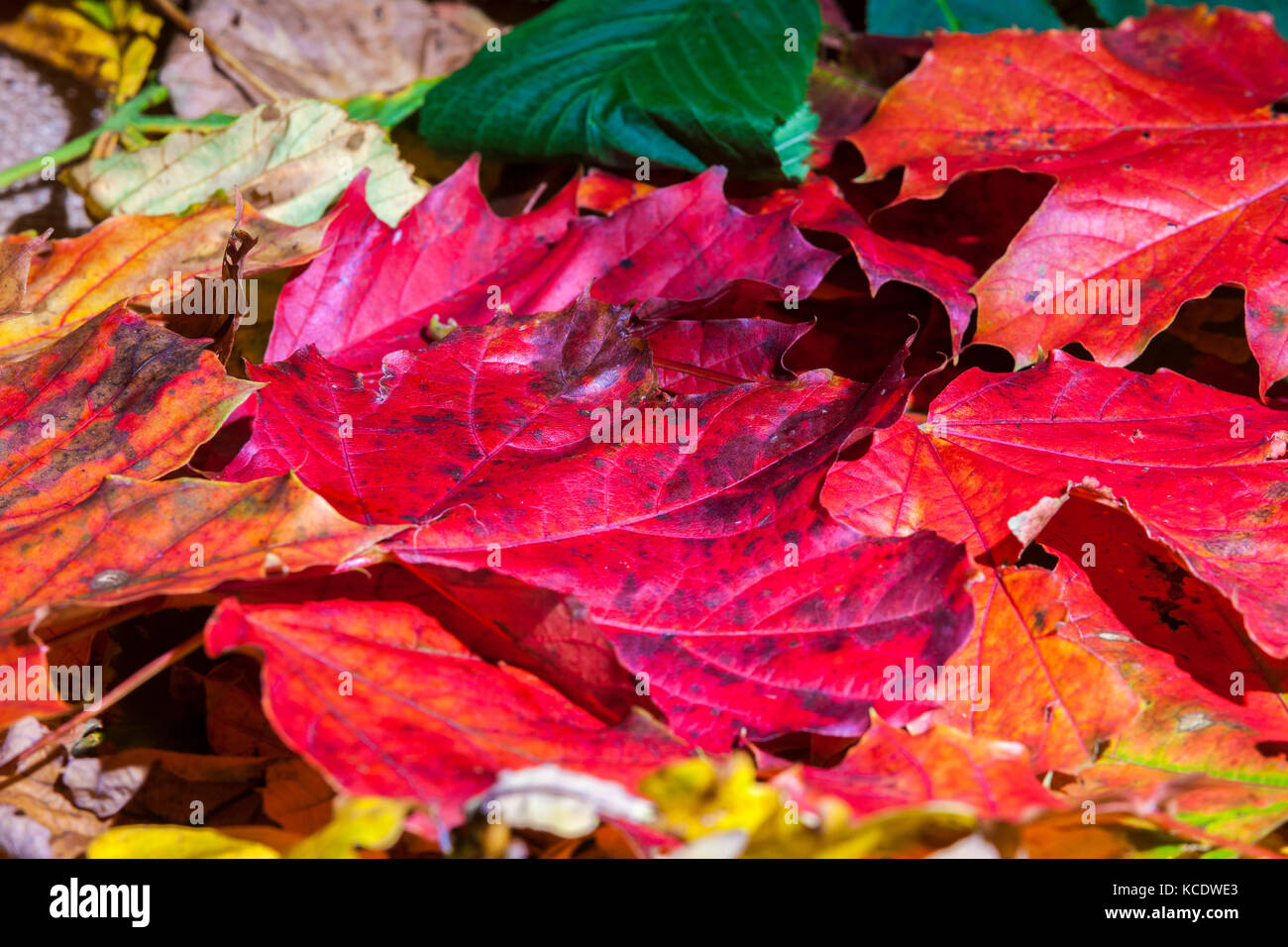 Autumn leaves photographed in a studio. Stock Photo