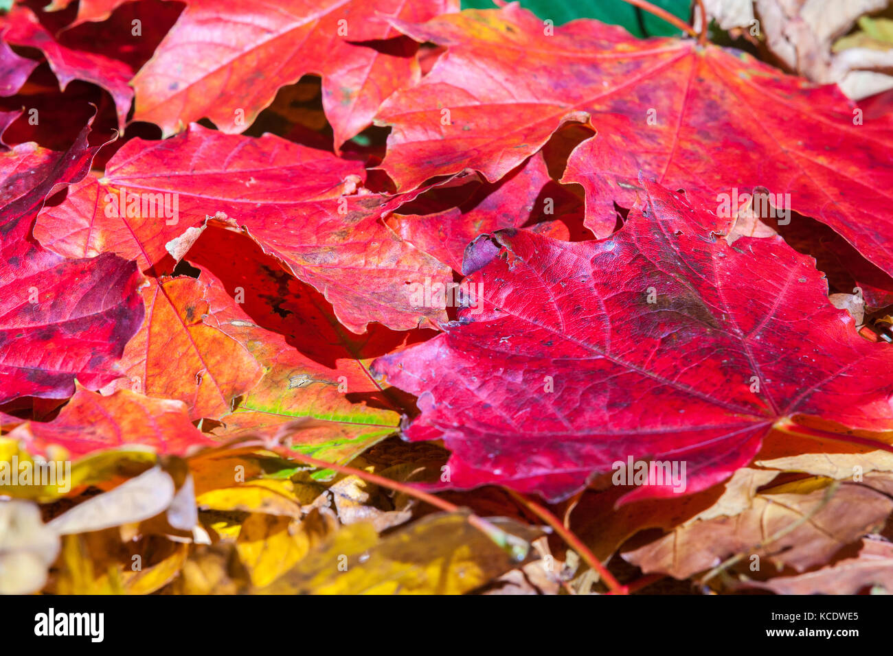 Autumn leaves photographed in a studio. Stock Photo