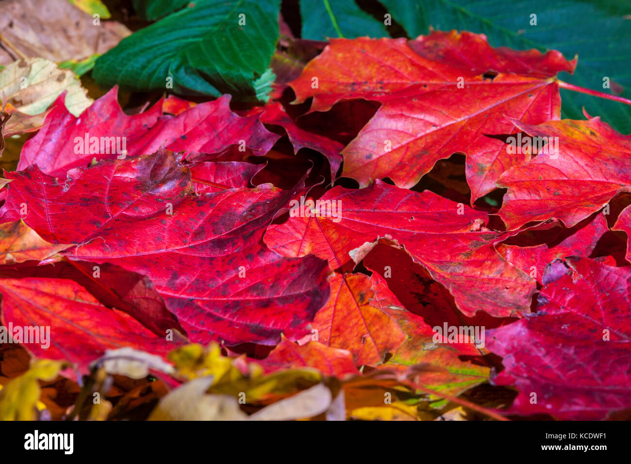 Autumn leaves photographed in a studio Stock Photo - Alamy