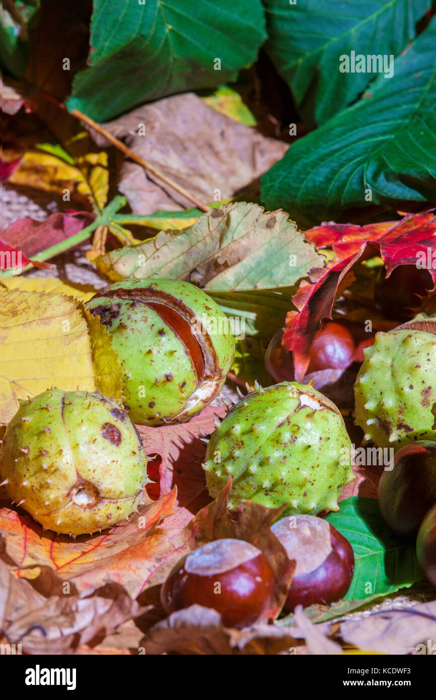 Autumn leaves and Conkers from a Horse Chestnut. Aesculus hippocastanum (Hippocastanaceae) photographed in a studio. Stock Photo