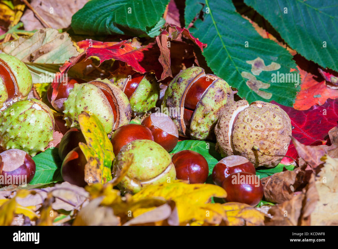 Autumn Leaves And Conkers From A Horse Chestnut Aesculus Hippocastanum 