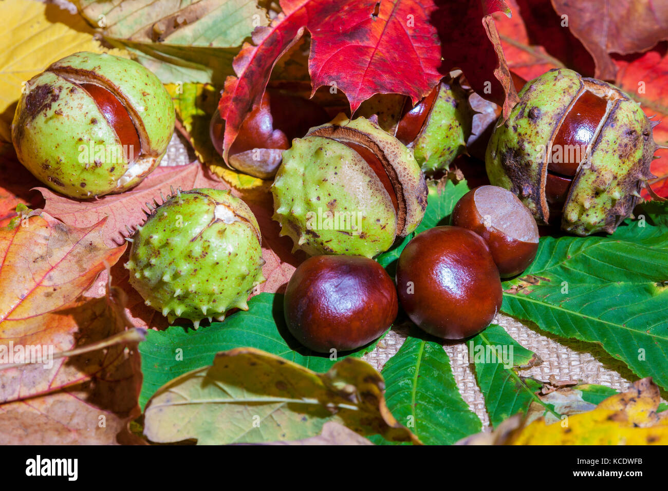 Autumn Leaves And Conkers From A Horse Chestnut Aesculus Hippocastanum autumn-leaves-and-conkers-from-a-horse-chestnut-aesculus-hippocastanum