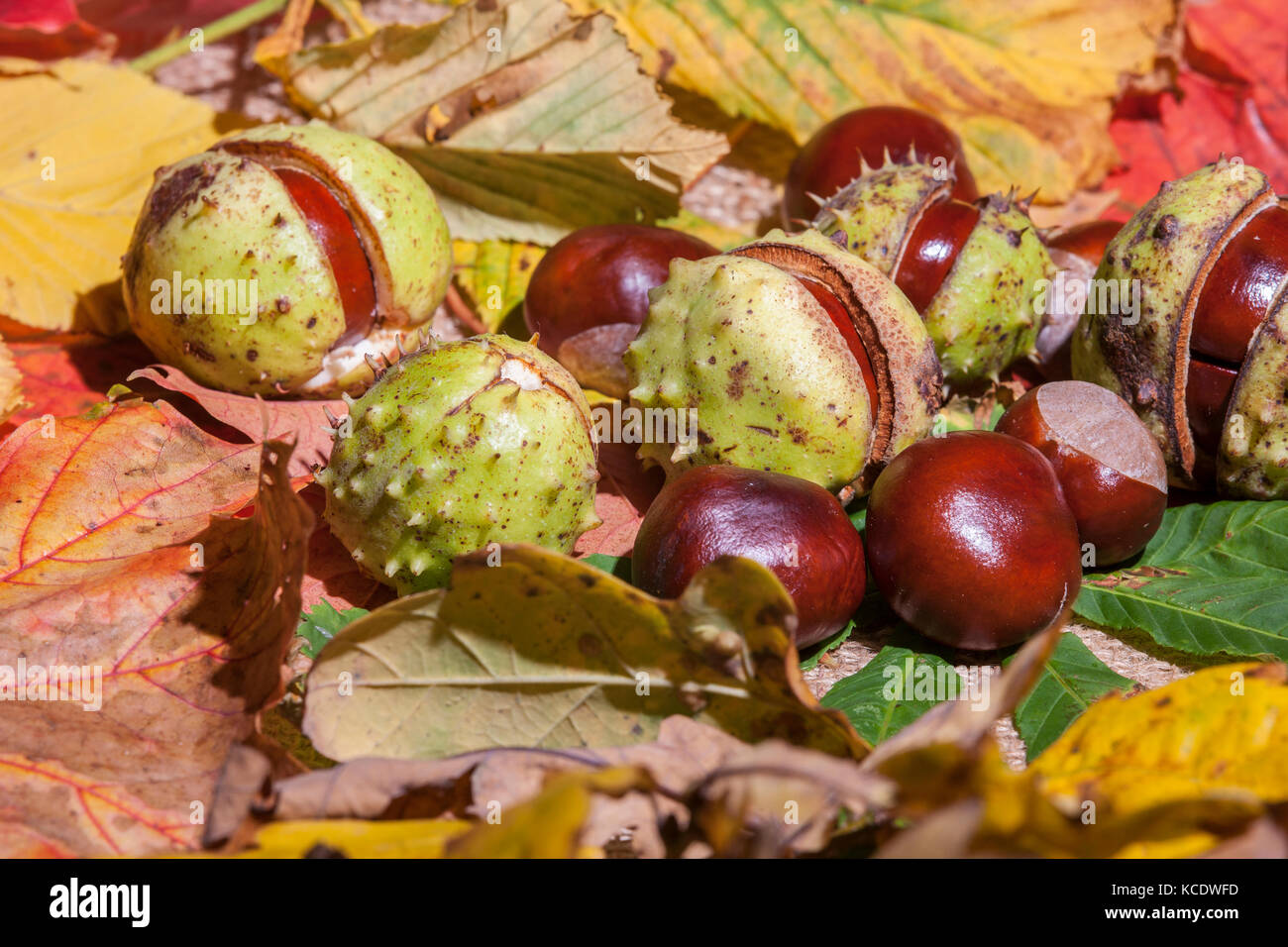 Autumn leaves and Conkers from a Horse Chestnut. Aesculus hippocastanum (Hippocastanaceae) photographed in a studio. Stock Photo