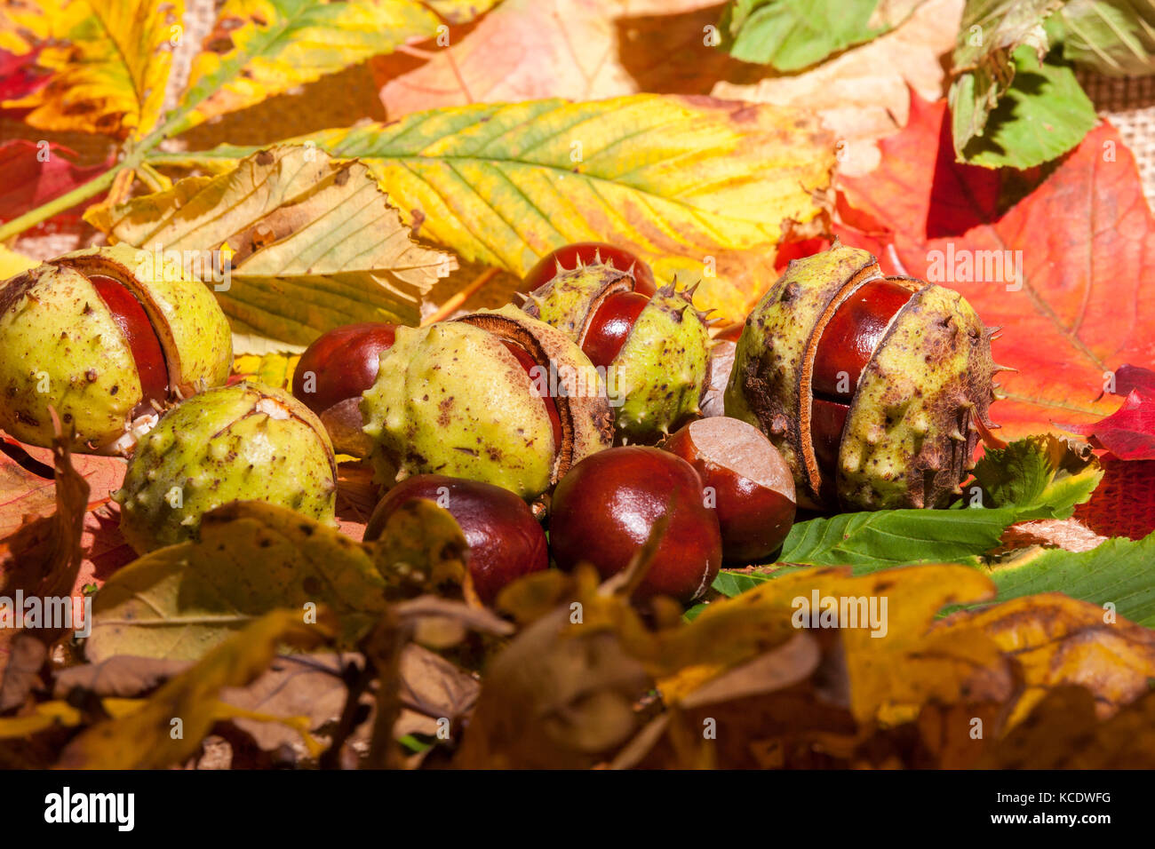 Autumn leaves and Conkers from a Horse Chestnut. Aesculus hippocastanum (Hippocastanaceae) photographed in a studio. Stock Photo