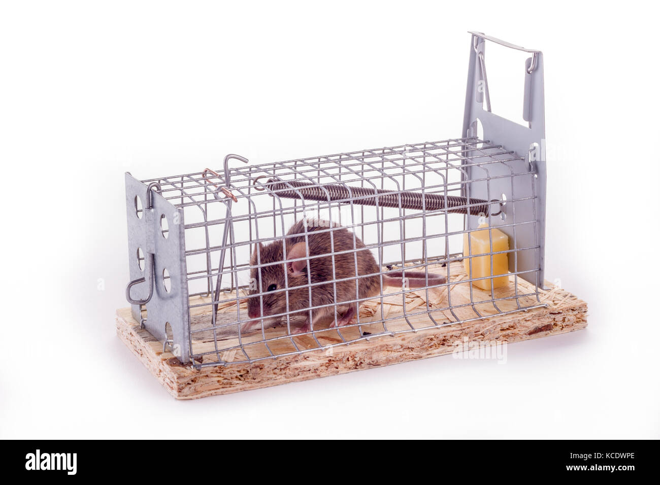 https://c8.alamy.com/comp/KCDWPE/mouse-caught-in-a-live-trap-on-white-background-picture-taken-right-KCDWPE.jpg