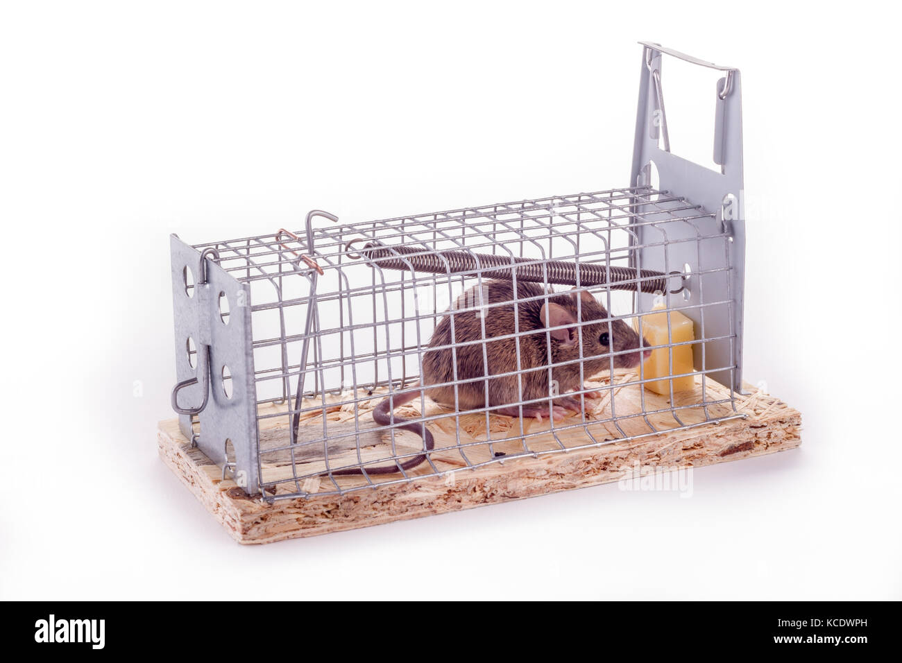 Rat trapped in a humane live rat trap Stock Photo - Alamy