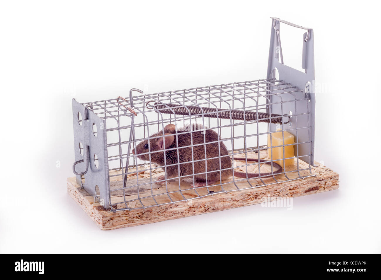 caught mouse in live trap - a Royalty Free Stock Photo from Photocase