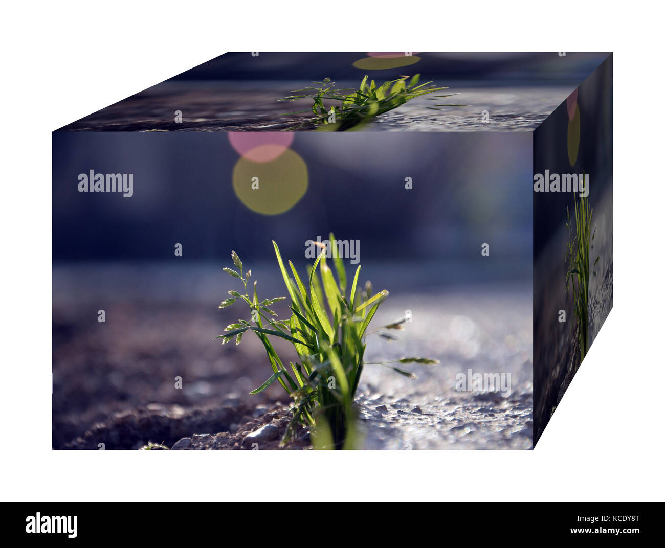 survival concept, grass growing up from cement Stock Photo