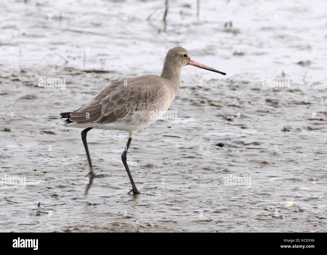 A Black-tailed Godwit (limosa limosa) in winter plumage.  Titchwell, Norfolk, UK. Stock Photo