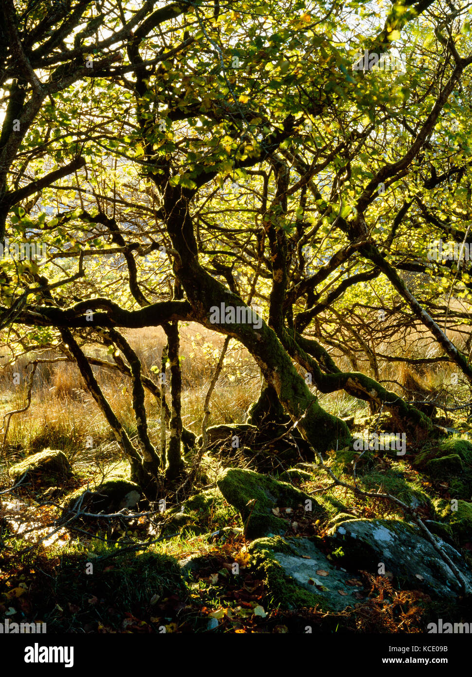 Old and missshapen Hazel trees growing in collapsed bank and drystone wall beside farm track leading up the Afon Mwyro valley from Strata Florida. Stock Photo