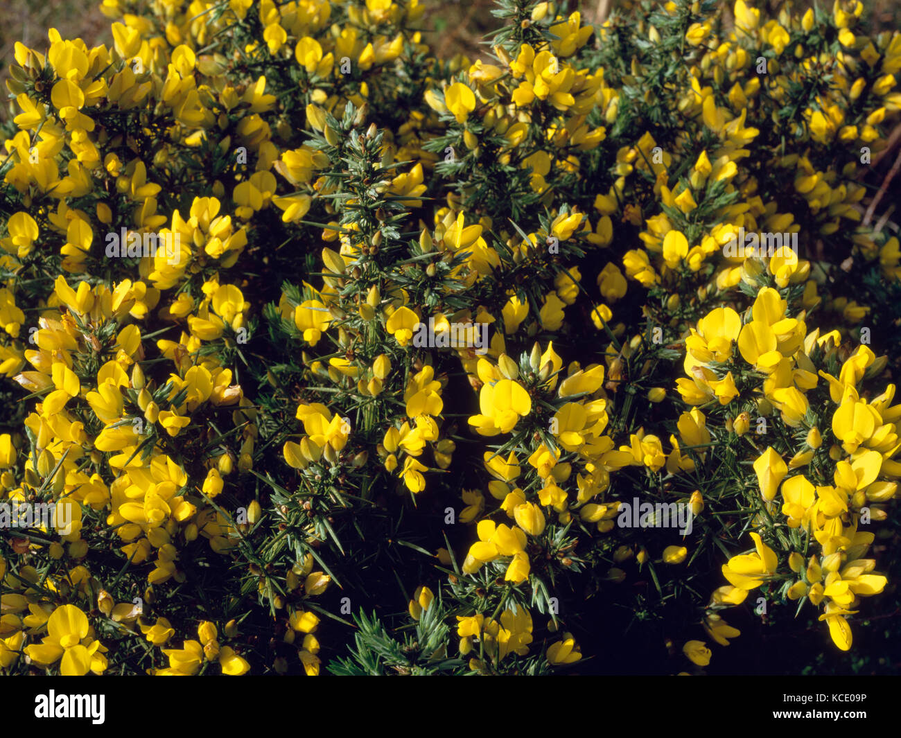 Common gorse (Ulex europaeus) in flower in April on a footpath at Boscawen-noon Farm near St Buryan, Land's End, Cornwall, England Stock Photo