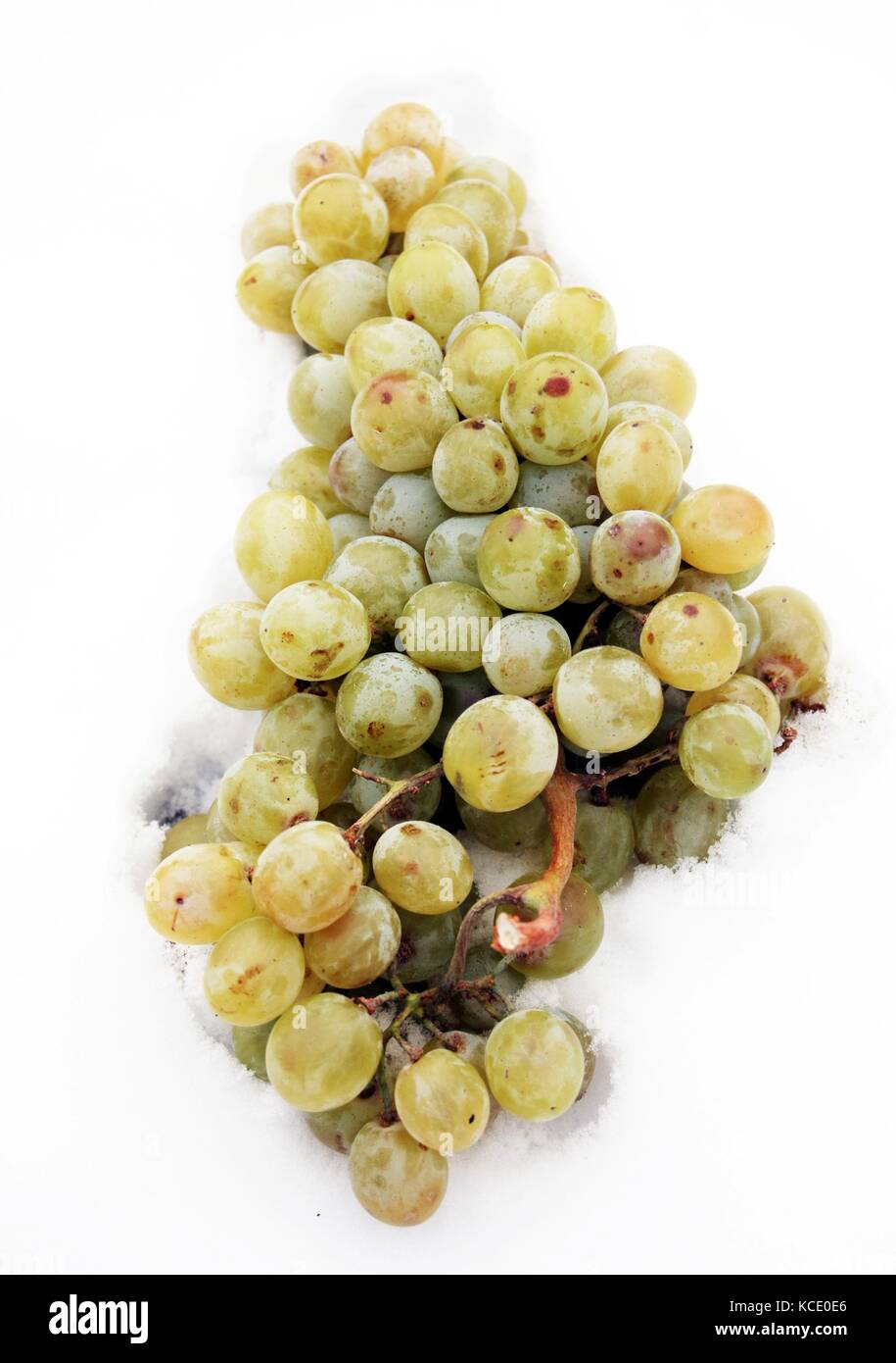 A cluster of white grapes chilled in the snow, picture of a Stock Photo