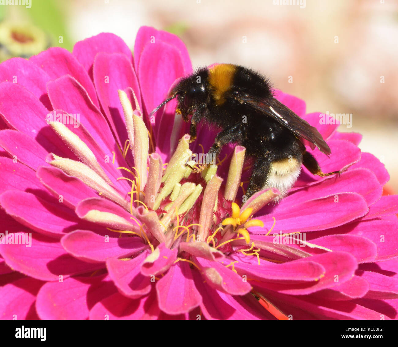 A parasitic Cuckoo Bee (Bombus species either B. vestalis or B. bohemicus) on a zinnia flower. Sissinghurst, Kent, UK Stock Photo