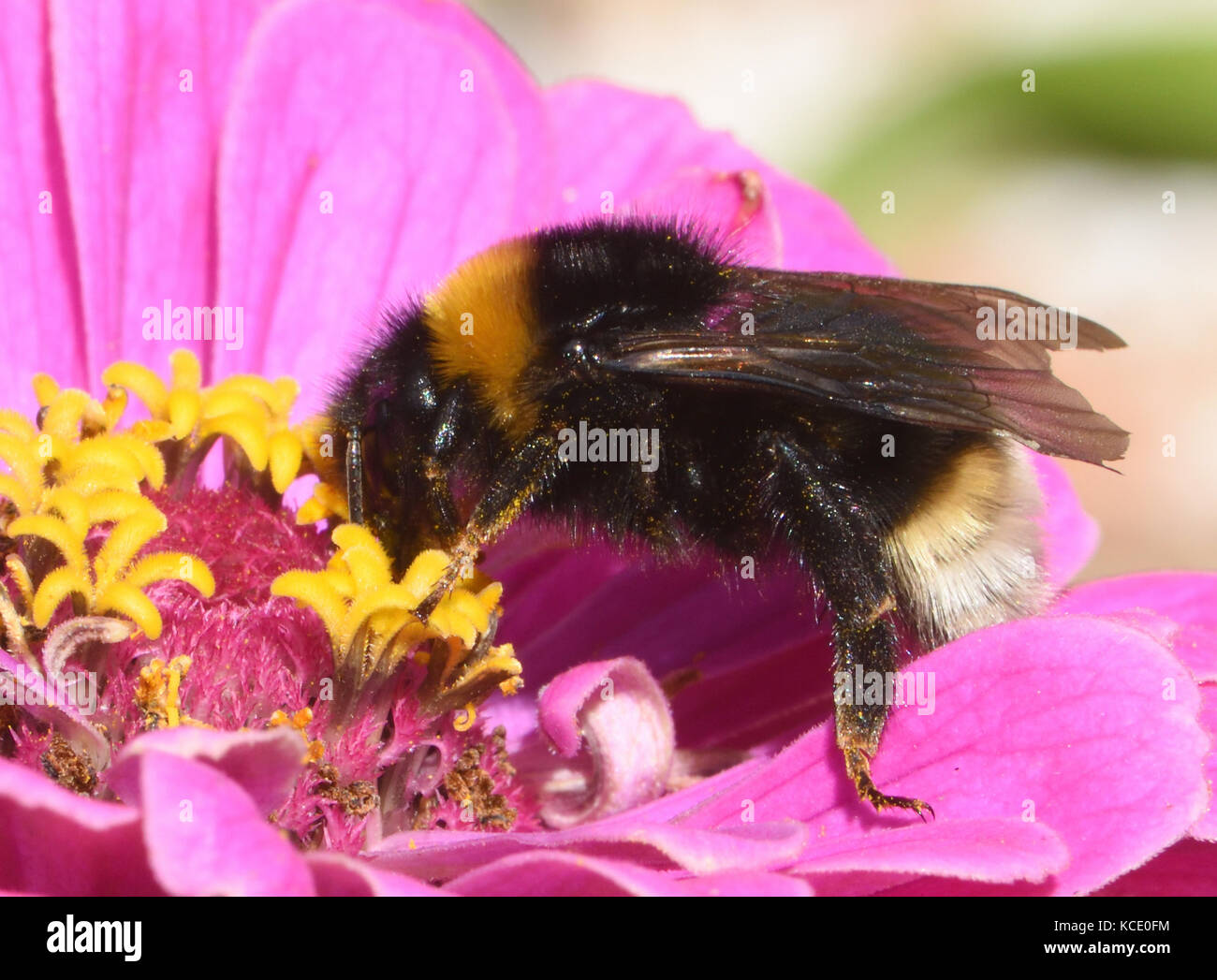 A parasitic Cuckoo Bee (Bombus species either B. vestalis or B. bohemicus) on a zinnia flower. Sissinghurst, Kent, UK Stock Photo