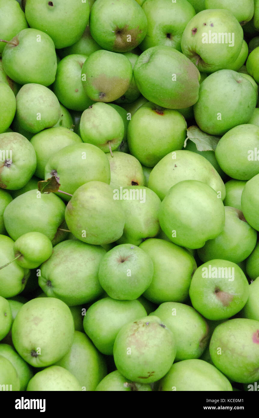 Green apples, background, portrait. Stock Photo