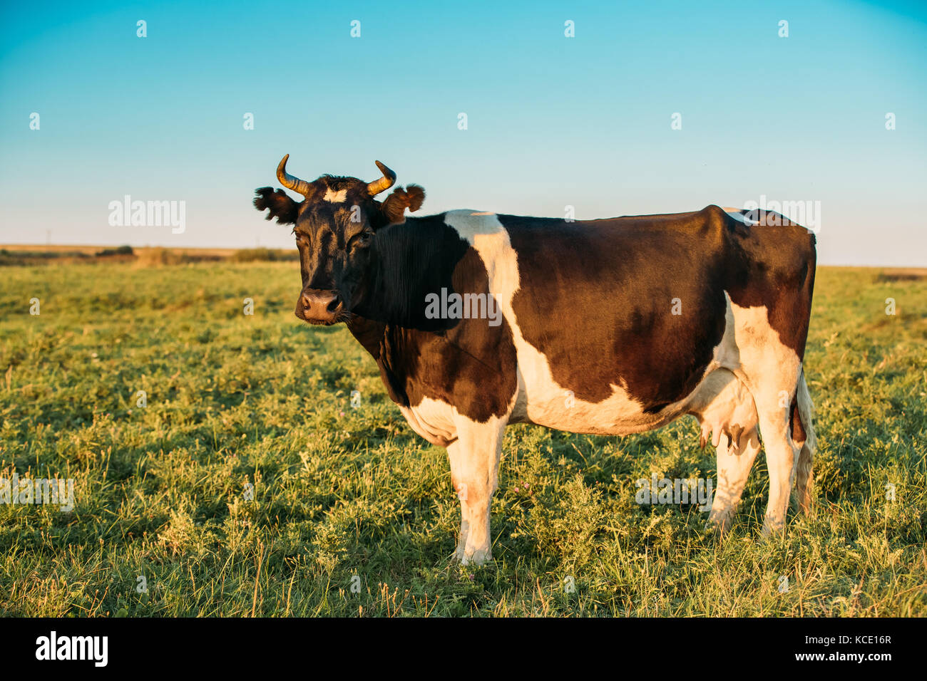 Black And White Cow Eating Grass In Spring Pasture. Cow Grazing On A ...