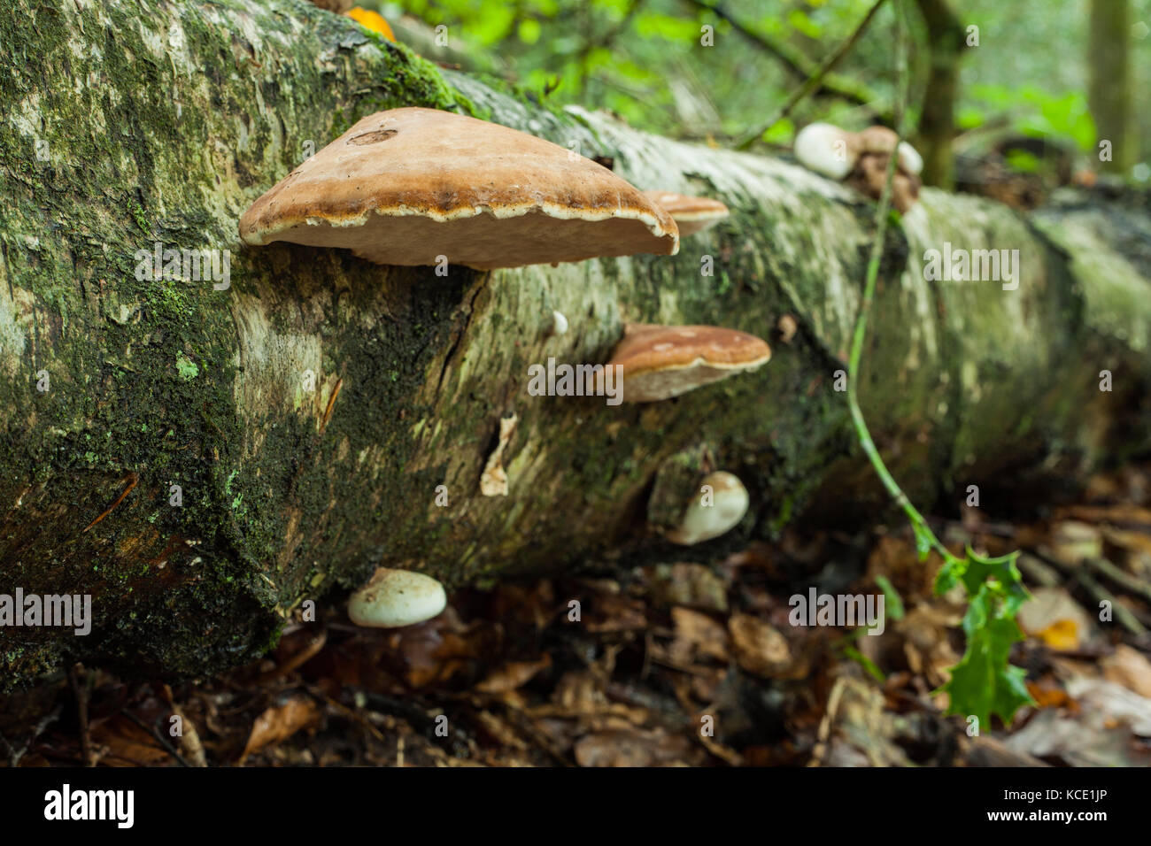 Bracket mushrooms in a West Sussex woodland, England. Stock Photo