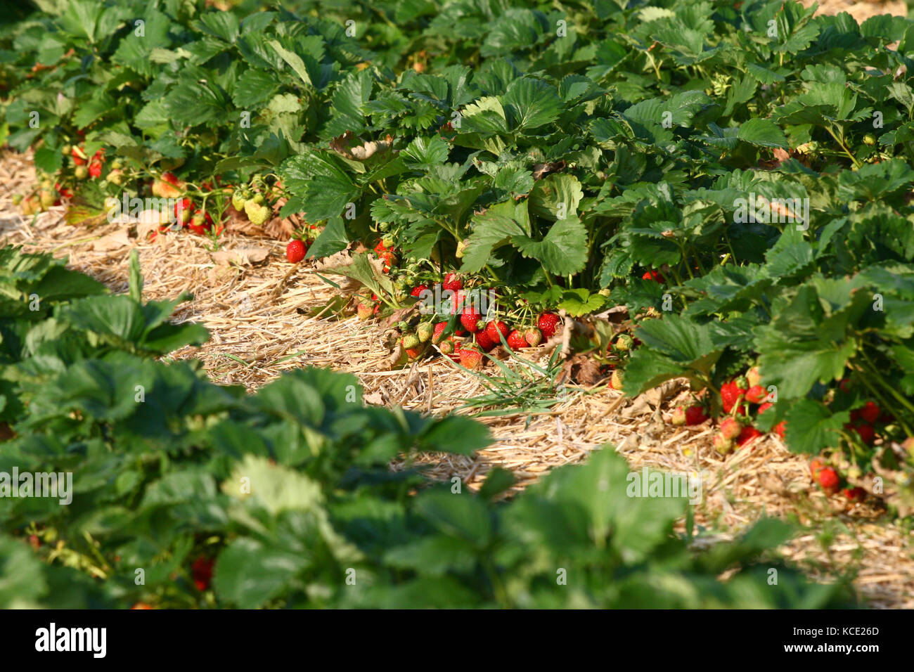ripe strawberries on a field Stock Photo - Alamy