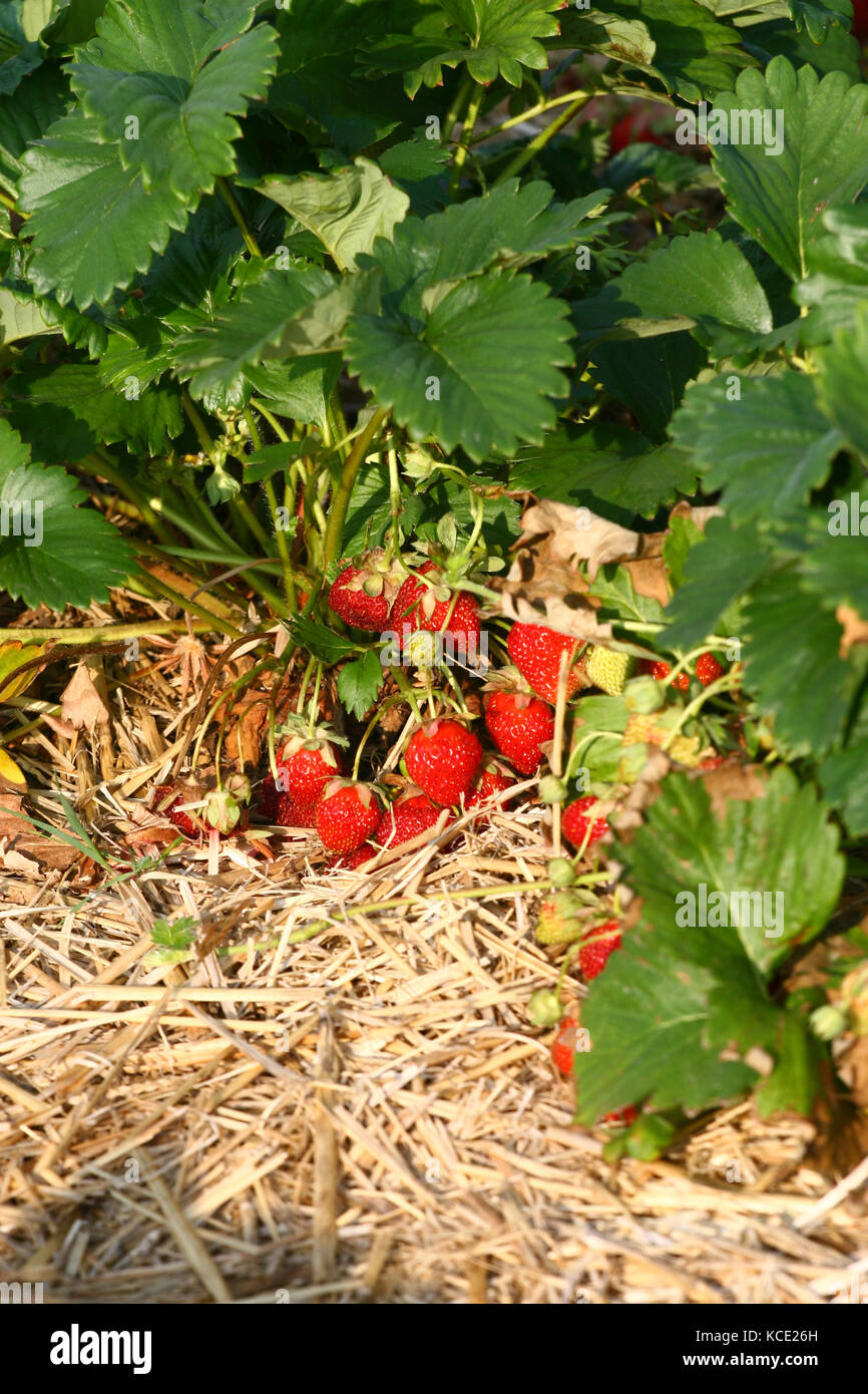 ripe strawberries on a field Stock Photo - Alamy