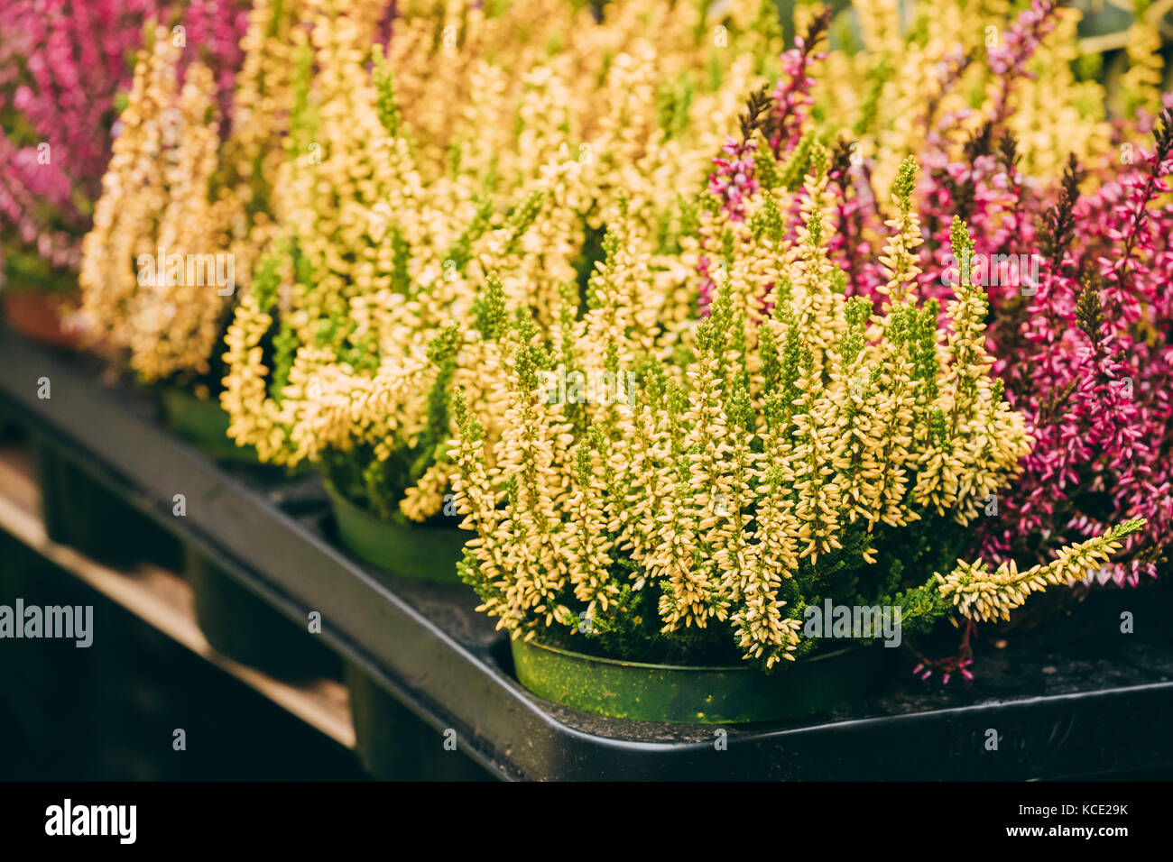 Bush Of Calluna Plant In Pot In Flowers Store Market. Stock Photo