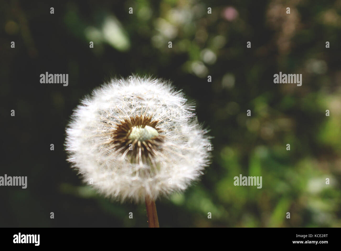 Still life with nature hi-res stock photography and images - Alamy