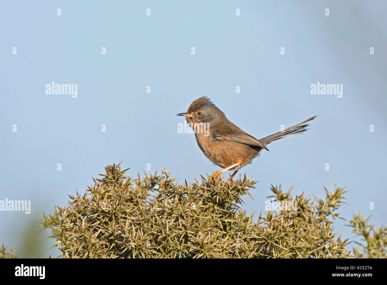 Dartford Warbler Sylvia undata female North Norfolk March Stock Photo