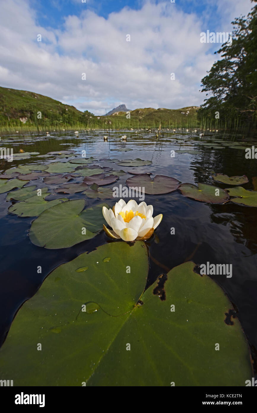 White Water Lily Nymphaea alba growing in lochan in Inverpolly National Nature Reserve in NW Scotland June Stock Photo