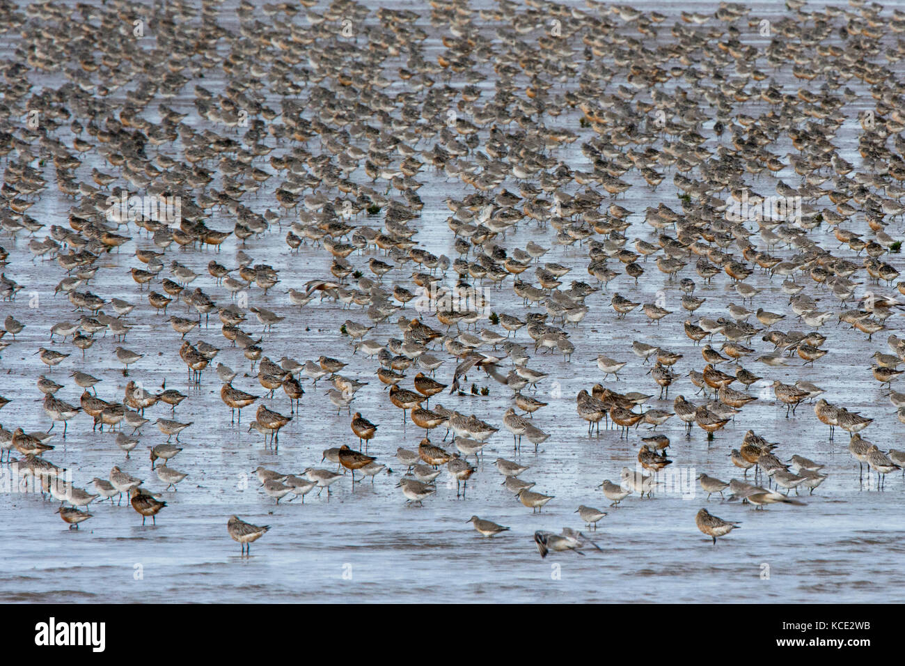 Red Knots and Bar-tailed Godwits roosting on mud opf the Wash Snettisham Norfolk in early autumn Stock Photo