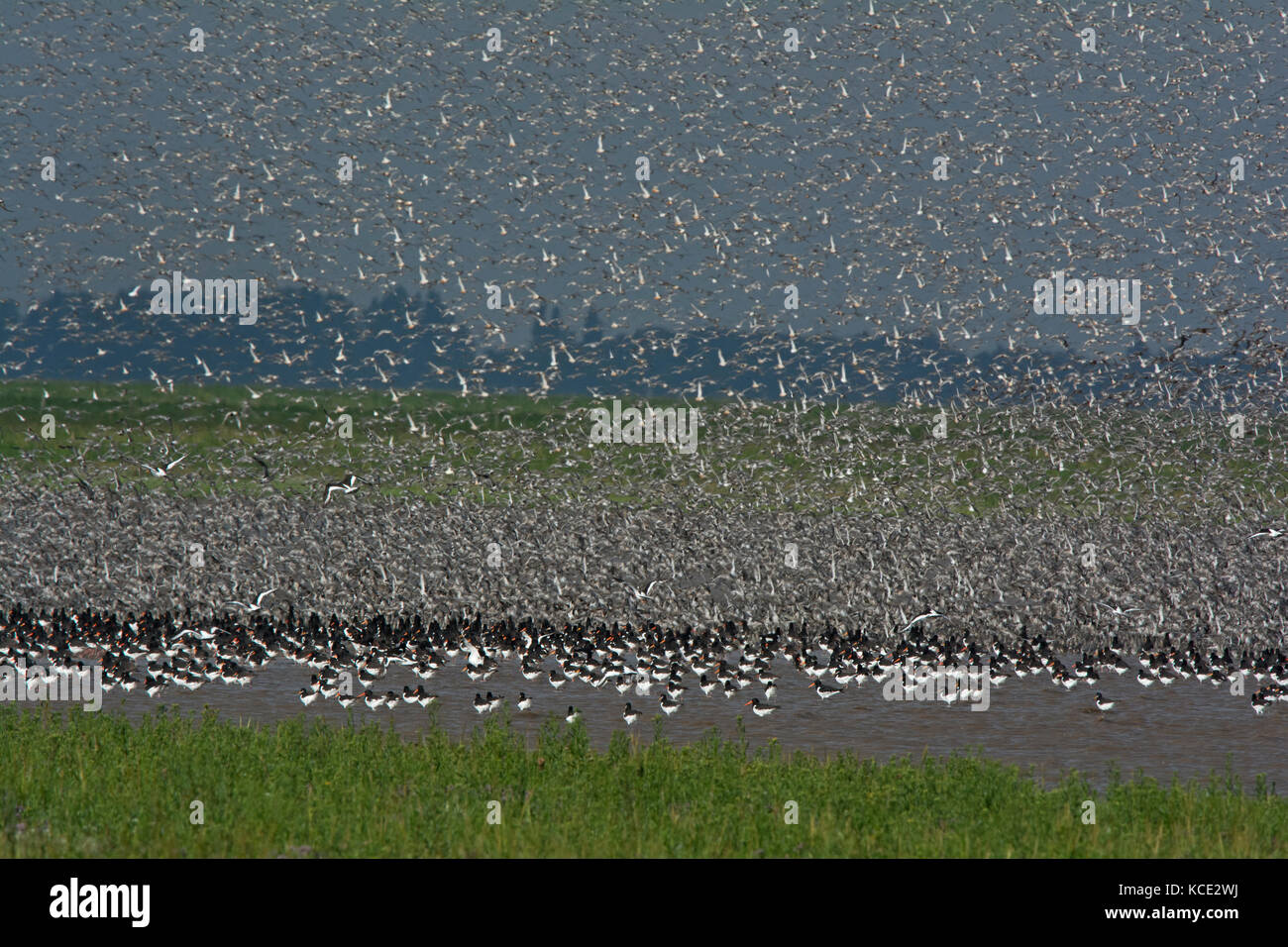 Waders, Oystercatchers and Red Knot out on the Wash, massing together as the tide pushes in prior to high tide and roosting, Snettisham Norfolk autumn Stock Photo