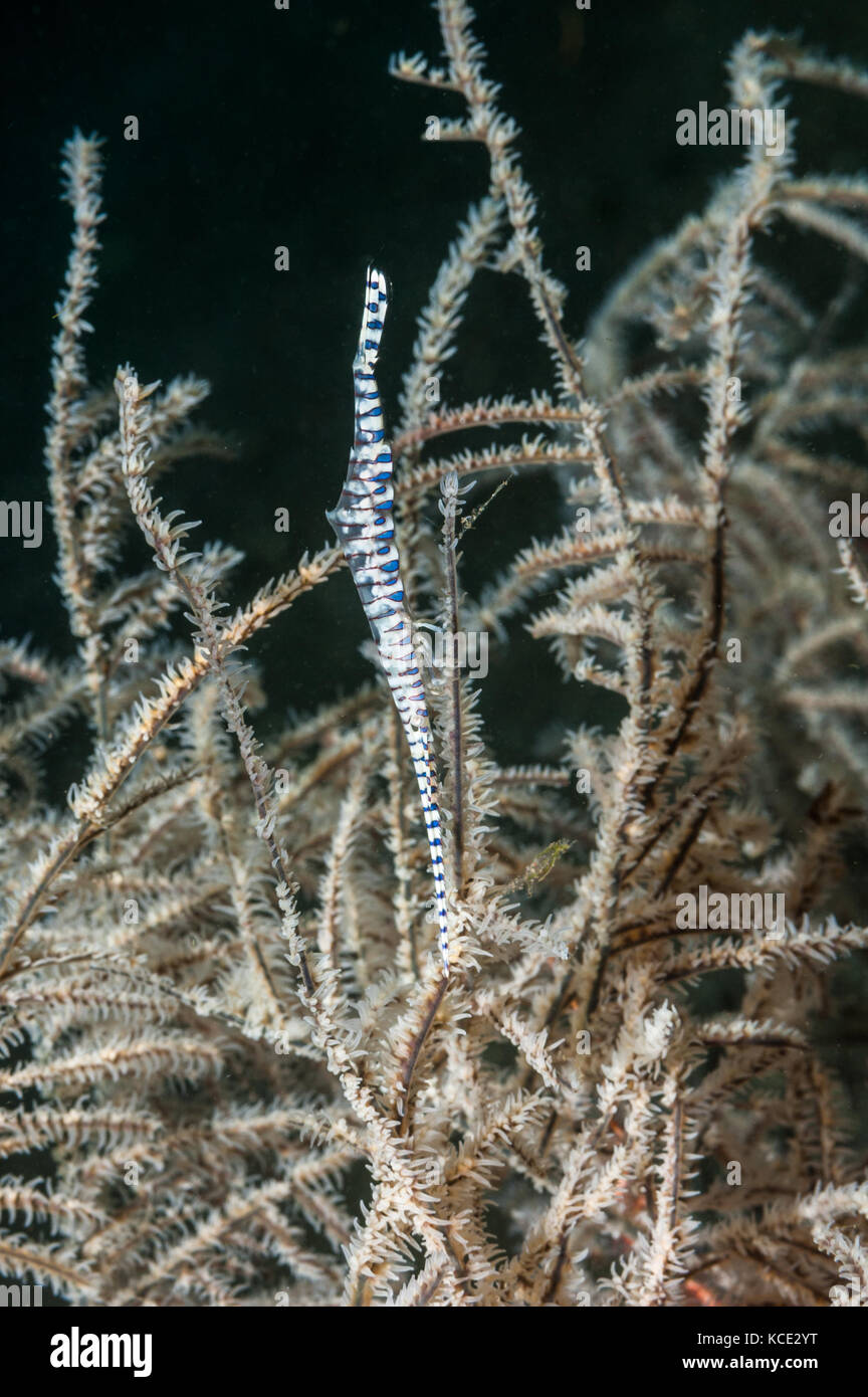 The banded tozeuma shrimp or Sawblade shrimp {Tozeuma armatum} shown here exhibiting its exceptional camouflage against black coral (Antipathes sp.) O Stock Photo
