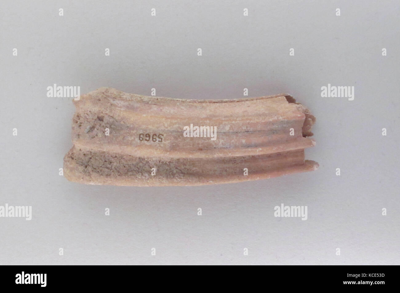 Tooth of an ox, Cypriot, Bone, Other: 1 3/16 x 3 3/8 x 7/8 in. (3 x 8.6 x 2.2 cm Stock Photo