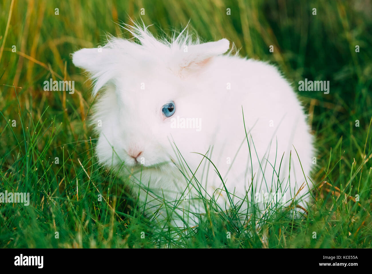 Close View Of Cute Dwarf Decorative Miniature Snow-White Fluffy Rabbit ...